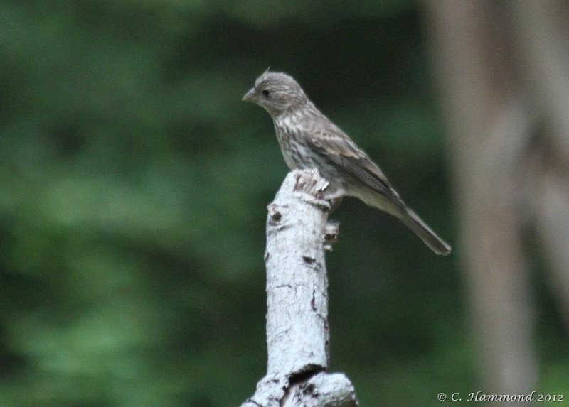 Female House Finch.jpg